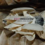 Budidaya Jamur Tiram