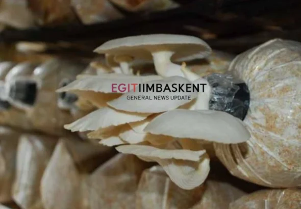Budidaya Jamur Tiram