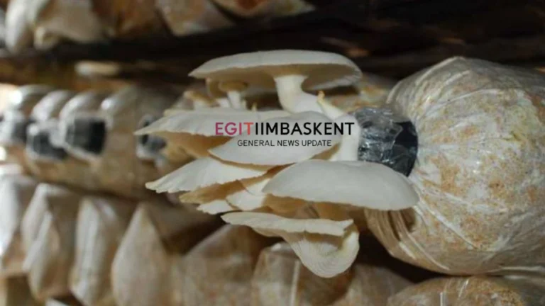 Budidaya Jamur Tiram