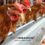 Perternakan Ayam Petelur