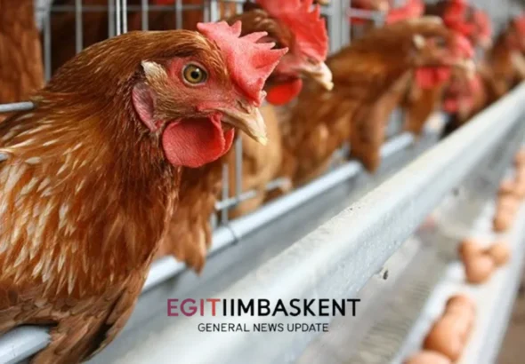 Perternakan Ayam Petelur