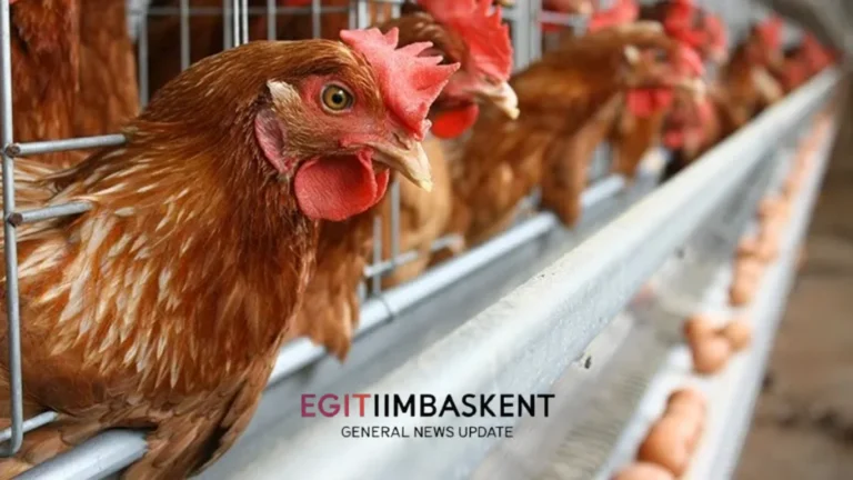 Perternakan Ayam Petelur